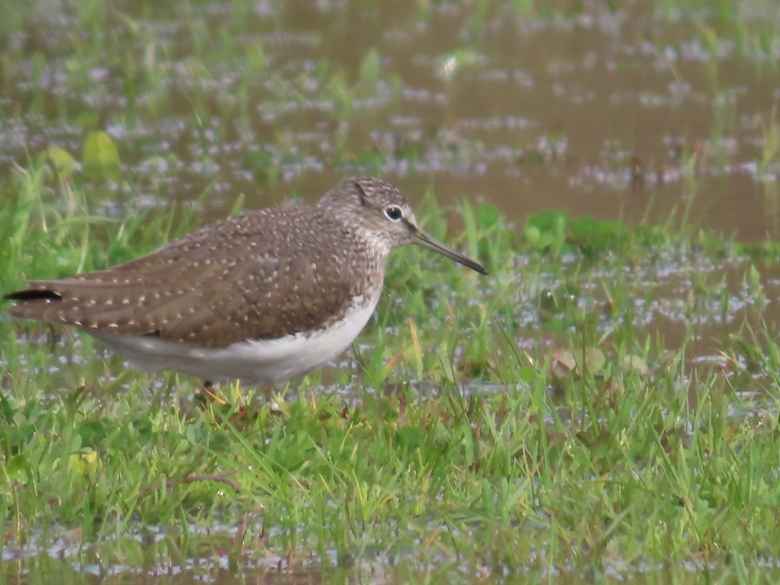 Green Sandpiper